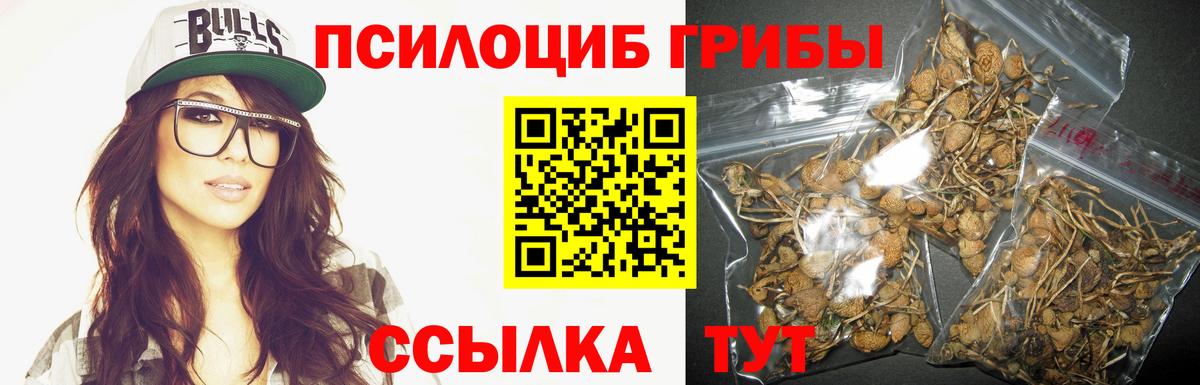 Урус-Мартан  Галлюциногенные грибы Psilocybine cubensis  Вход с VPN 
